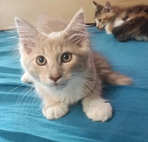 Maine coon  - kép 10