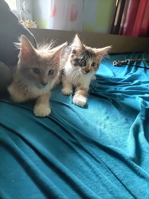 Maine coon  - kép 7