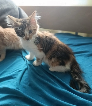 Maine coon  - kép 6