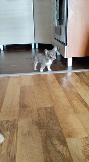 Csivava kölyök 