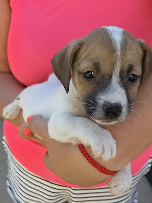 Fajtatiszta Jack Russel Terrier