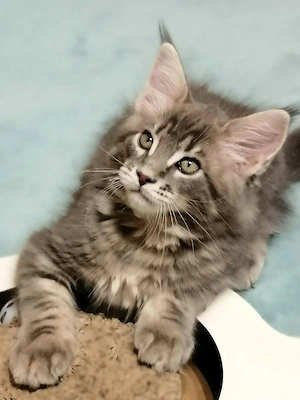 Maine coon kandúr kiscica - kép 2