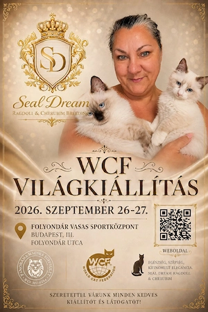 Ragdoll cicák, minősített párositásokból