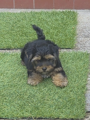 Yorkschire terrier  - kép 2