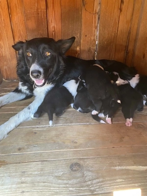border collie kiskutyák - kép 2