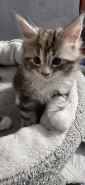Maine Coon  Cicák foglalhatók!