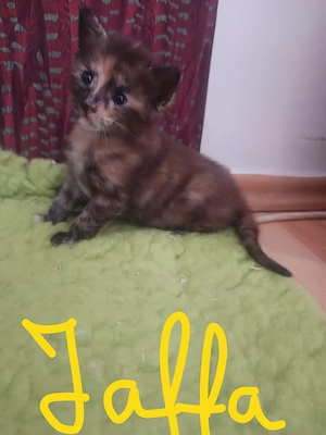 Maine coon cica eladó