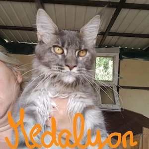 Black Forest Maine coon