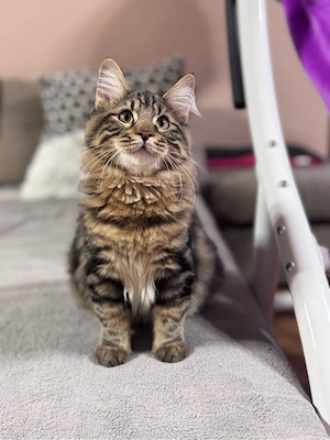 Eladó kuriliai bobtail macska BunnyButt Hulk