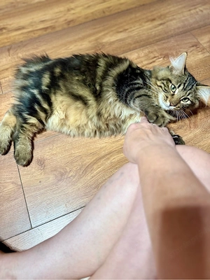 Eladó kuriliai bobtail macska BunnyButt Hulk - kép 3