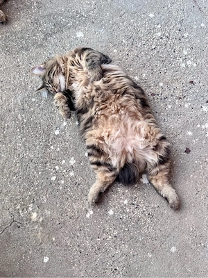 Eladó kuriliai bobtail macska BunnyButt Hulk - kép 5
