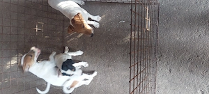 Eladó jack Russell kis kutyák  - kép 2