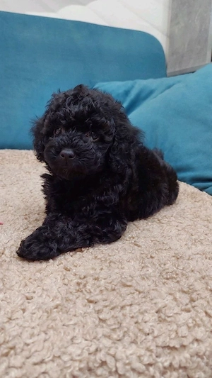 Maltipoo kölykök  - kép 3
