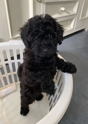 Maltipoo kölykök  - kép 2