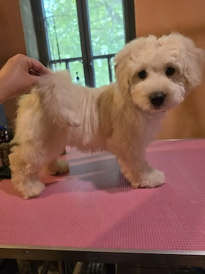 Bichon Havanese szines kiskutyusok keresik az igazit - kép 4