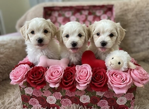 Bichon Havanese szines kiskutyusok keresik az igazit
