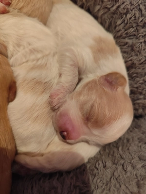 Bichon Havanese szines kiskutyusok keresik az igazit - kép 2