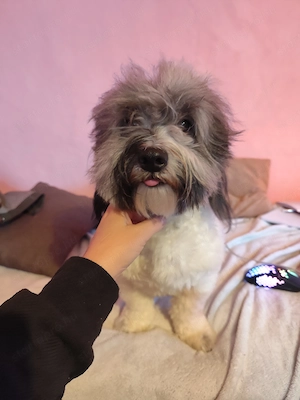 Bichon Havanese szines kiskutyusok keresik az igazit - kép 7