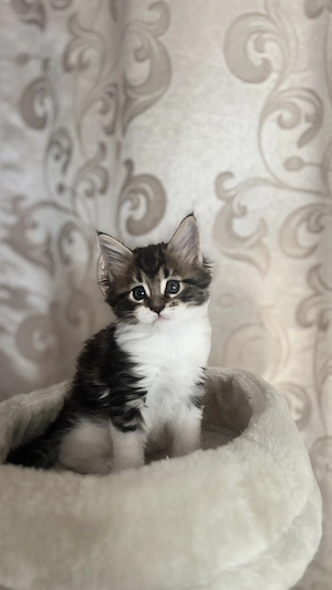 Maine Coon kölykök keressik szerető családjukat