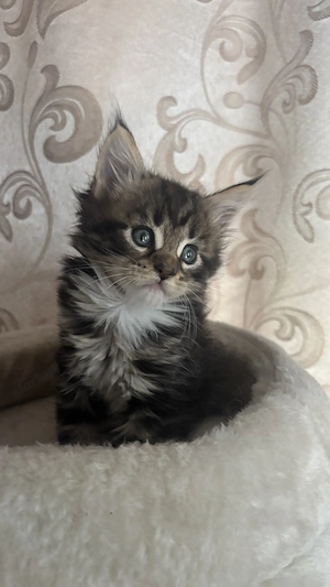 Maine Coon kölykök keressik szerető családjukat - kép 2