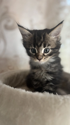 Maine Coon kölykök keressik szerető családjukat - kép 3
