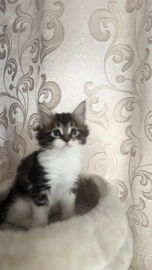 Maine Coon kölykök keressik szerető családjukat - kép 4