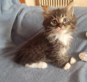 maine coon cicák foglalhatók