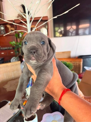 cane corso babak foglalhatok - kép 2
