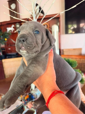 cane corso babak foglalhatok - kép 3