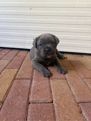 cane corso babak foglalhatok - kép 5
