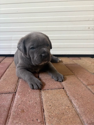 cane corso babak foglalhatok - kép 6