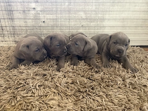 cane corso babak foglalhatok - kép 4