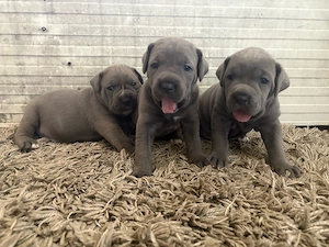 cane corso babak foglalhatok - kép 1