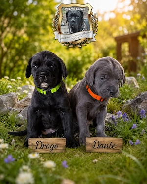 Cane Corso kölyök foglalhatók 