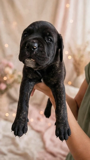 Cane Corso kölyök foglalhatók  - kép 2