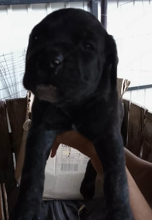 Cane Corso kölyök foglalhatók  - kép 4