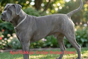 Cane Corso kölyök foglalhatók  - kép 7