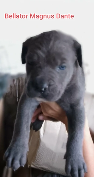 Cane Corso kölyök foglalhatók  - kép 5