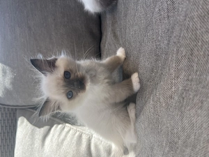 Ragdoll kiscica eladó - kép 2