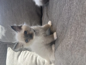 Ragdoll kiscica eladó - kép 4