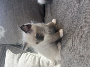 Ragdoll kiscica eladó - kép 3
