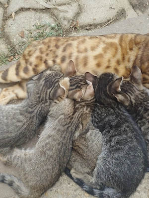 Beng li kever k cicusok - kép 5