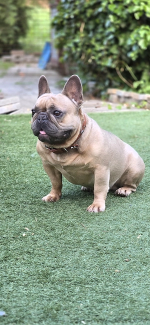 Francia bulldog kan