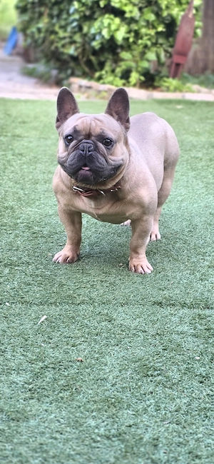 Francia bulldog kan - kép 2