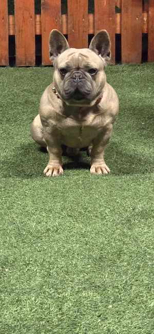 Francia bulldog kan - kép 3