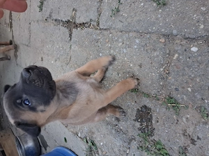 Belga juhász (malinois) kiskutyák eladók - kép 2