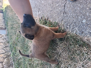 Belga juhász (malinois) kiskutyák eladók