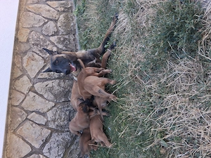 Belga juhász (malinois) kiskutyák eladók - kép 3