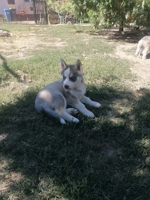Fajtatiszta husky kiskutya  - kép 2