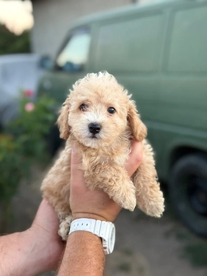 maltipoo kisfiúk  - kép 4